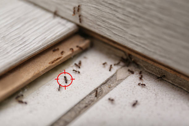 Best Best Pest Control Companies  in Dalzell, SC