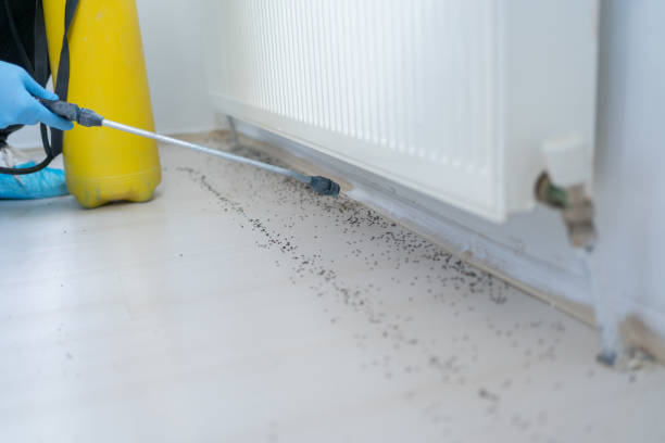 Best Rat Extermination Near Me  in Dalzell, SC