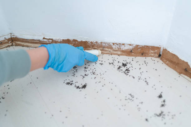 Best Flea Control Services  in Dalzell, SC
